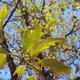Quercus tardifolia leaves